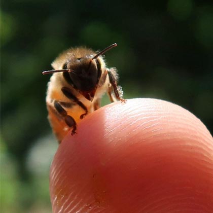 bee thumb
